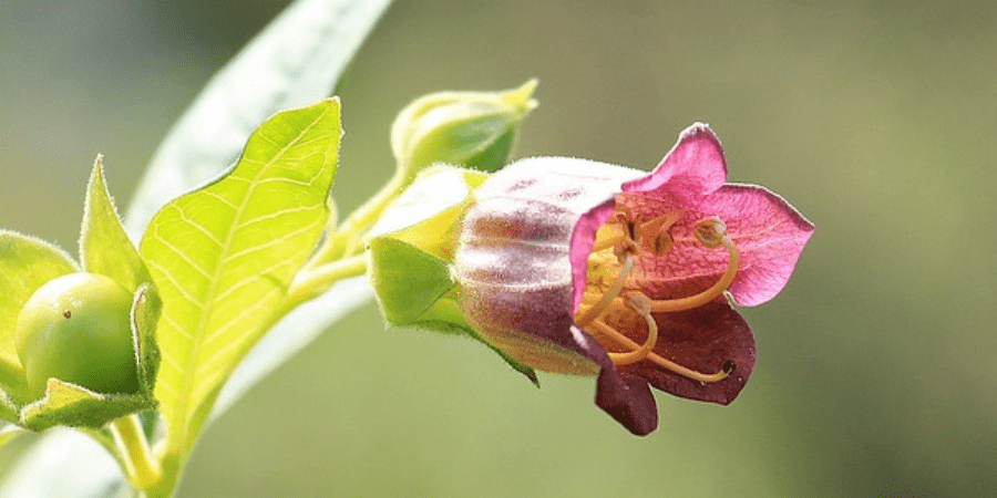 flor de la belladona, 
atropa belladonna