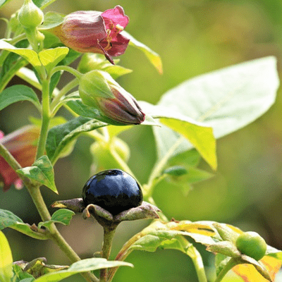 flores y fruto de la belladonna