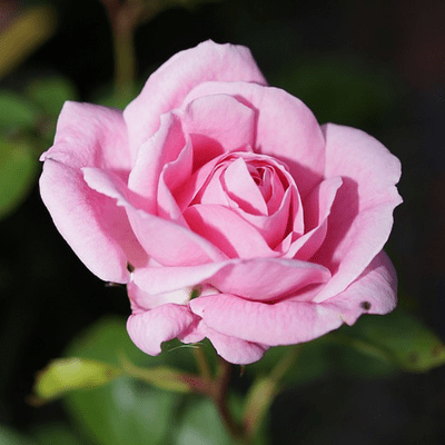 rosa flor magica