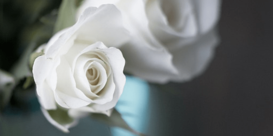 rosas blancas, flores magicas